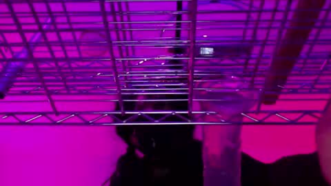 Natasha Diavolo online show from 12-25-24, 11:22