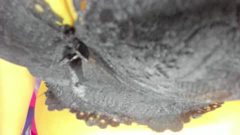 pamela online show from 10-23-25, 08:18