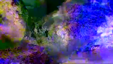 People call me AP  online show from 05-19-26, 11:05