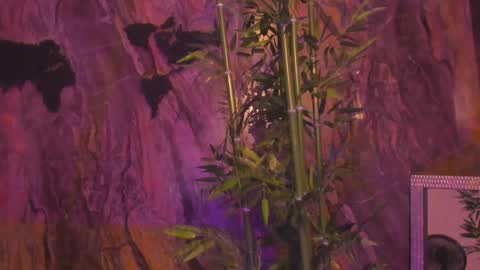 ALAHIA online show from 01-12-26, 05:18