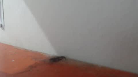 Alexamdergal online show from 03-06-26, 11:01