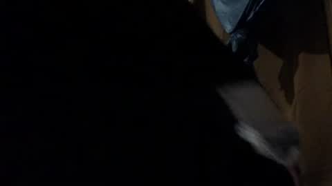 Snapshot of amileadivinestar0987 chatting on 12-26-24, 01:51 amileadivinestar0987 online show from 12-26-24, 01:51