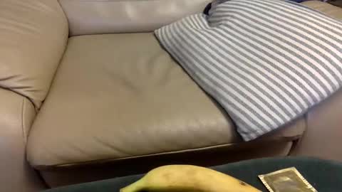 Snapshot of animal_michael chatting on 12-21-24, 03:47 animal_michael online show from 12-21-24, 03:47