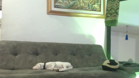 Snapshot of antoniocuervo chatting on 02-08-25, 11:02 Hadez online show from 02-08-25, 11:02