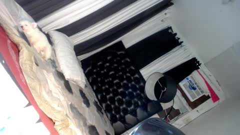 Snapshot of asianhotlover69 chatting on 03-06-25, 06:37 elish 3 online show from 03-06-25, 06:37