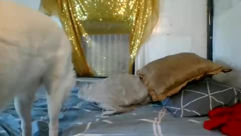 Snapshot of asianladyboy888 chatting on 12-04-24, 07:06 asianladyboy888 online show from 12-04-24, 07:06