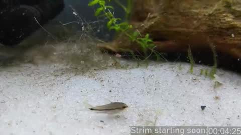 Booker Baxton online show from 02-06-26, 04:06