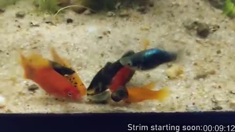 Booker Baxton online show from 02-26-26, 04:00