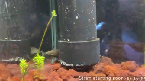 Booker Baxton online show from 02-28-26, 04:02