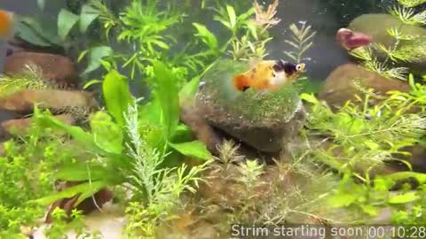 Booker Baxton online show from 03-20-26, 03:00