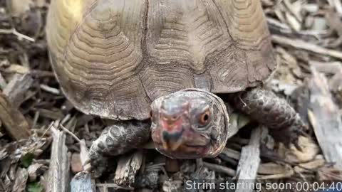 Booker Baxton online show from 04-01-26, 03:07