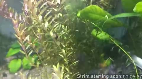 Snapshot of booker_baxton chatting on 06-24-26, 03:05 Booker Baxton online show from 06-24-26, 03:05