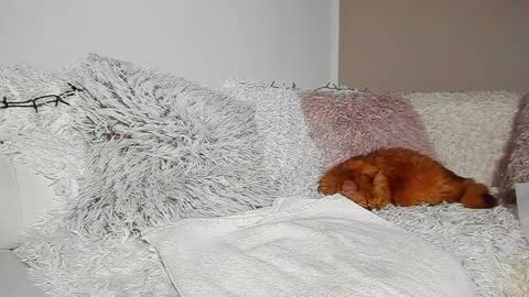 Snapshot of brianadiamondxxx chatting on 04-07-26, 07:14 brianadiamondxxx online show from 04-07-26, 07:14