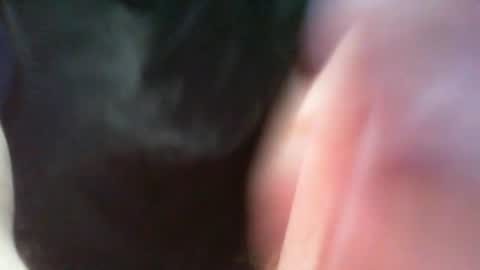 bullemoe online show from 03-08-25, 07:05