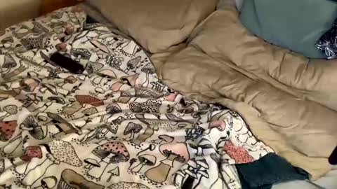 Cadillac P online show from 12-31-24, 11:17