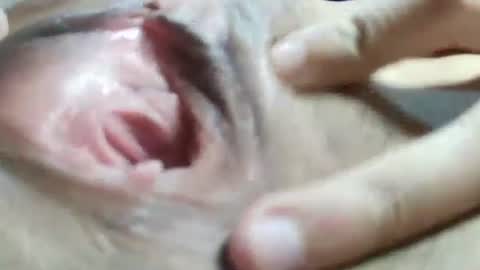 celestestephan online show from 01-31-25, 06:24