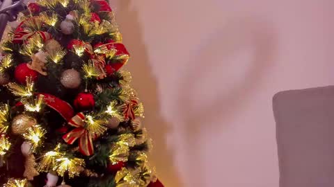 Dahli online show from 12-21-24, 10:06