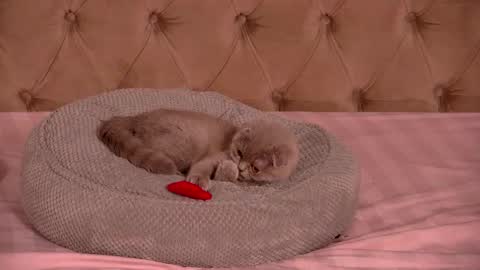 Ela online show from 01-12-26, 10:48