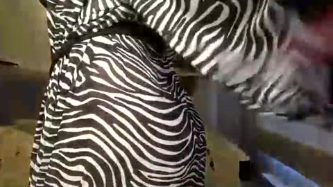 DOM MUMMY online show from 03-09-25, 06:50