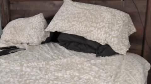 FloridaBearLive online show from 02-22-25, 10:52