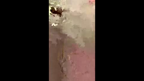 freelingling online show from 12-02-25, 09:47