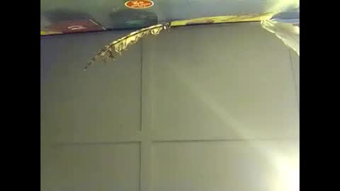 Warwick online show from 10-18-25, 07:53