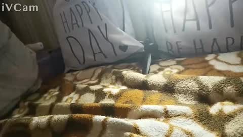 Snapshot of gatodes6116291 chatting on 10-30-25, 05:35 gatodes6116291 online show from 10-30-25, 05:35