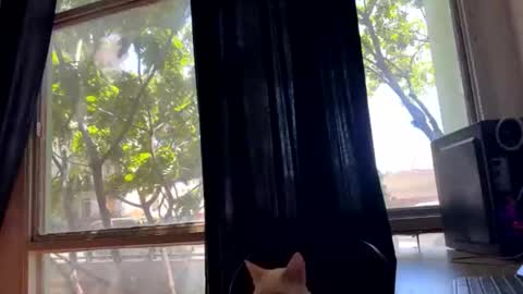 gerson229 online show from 10-23-25, 01:21