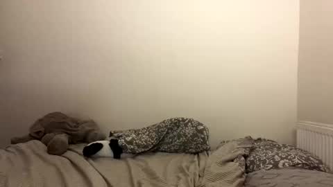 ghostpetal online show from 10-29-25, 07:26