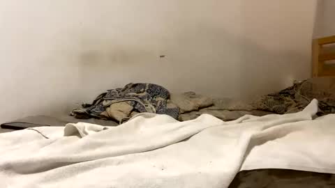 Goldmedal online show from 01-15-26, 09:07