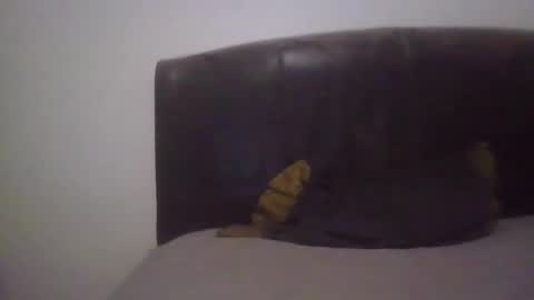 goodcock12345 online show from 02-19-25, 06:55