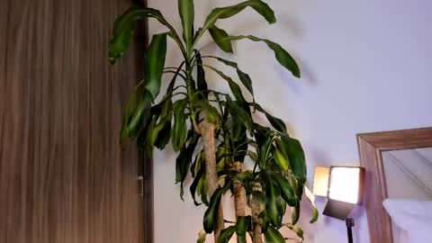 Hailey online show from 02-10-26, 02:37