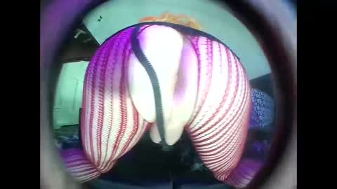 hardkoregigi online show from 09-19-25, 08:31