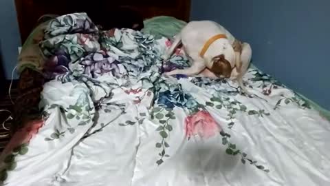 Snapshot of hippiesoul204 chatting on 02-15-25, 12:26 hippiesoul204 online show from 02-15-25, 12:26