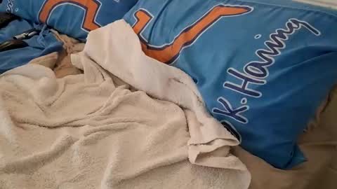 Homer online show from 03-06-25, 02:41