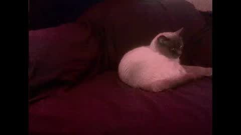 Snapshot of hopps28 chatting on 03-01-25, 10:13 hopps28 online show from 03-01-25, 10:13