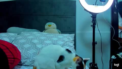 iam_your_fantasy online show from 01-12-26, 01:11