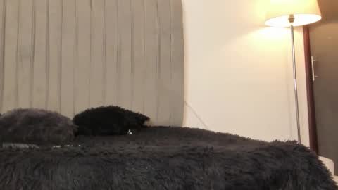 Snapshot of im_oleider chatting on 02-28-26, 05:14 oleider dont forget your thumbs up online show from 02-28-26, 05:14