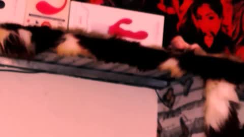 Bella Ambrosia online show from 11-24-25, 12:32