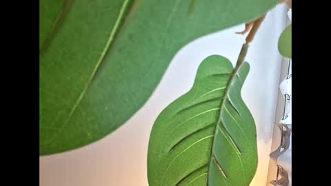 Snapshot of isabellacloverlove chatting on 10-23-25, 11:14 Isabella online show from 10-23-25, 11:14