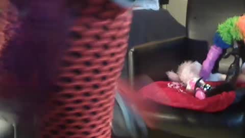 JACKSLUT BUY ME . FAN CLUB MEMBERS AND THOSE WHOM THE MEMBERS INDICATE SISY SLUT PROVIDES THEM  FREE SERVICES online show from 12-28-24, 10:58