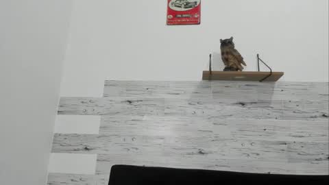 Jaycreedd online show from 11-20-25, 01:17