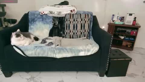 Snapshot of jjjust4fun1985 chatting on 02-13-25, 12:46 Nicole Allen online show from 02-13-25, 12:46