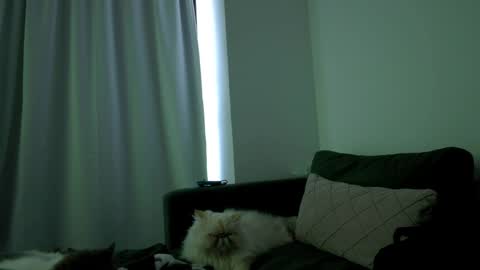 Juanitafoxx online show from 04-06-26, 08:32