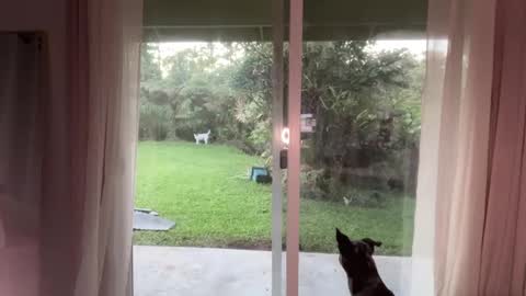 Snapshot of kaileeshy chatting on 01-08-25, 03:51 Kailee Smile online show from 01-08-25, 03:51