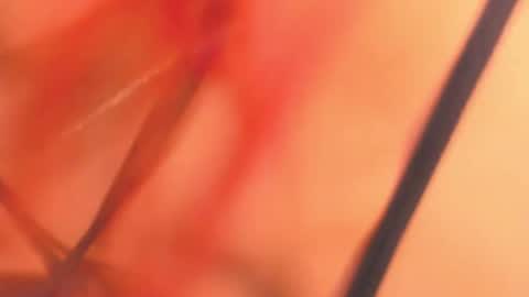 KarinaBelov  online show from 02-18-25, 08:16