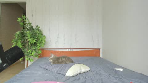 kelly_gerzikaaa online show from 04-06-26, 04:46