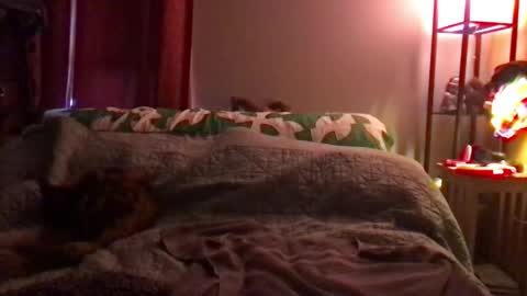 Kite Jackdaw Bi Trans Man online show from 12-08-24, 09:52