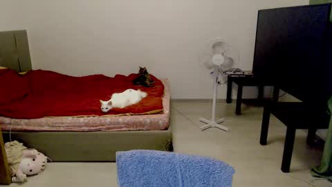 Jennyblonde and Emmabrunette online show from 02-10-25, 12:41