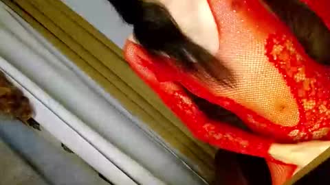 latrina_ online show from 03-05-26, 03:08